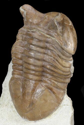 D, Asaphus Punctatus Trilobite - Russia #43676